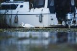 Czapla biała, Casmerodius albus, Ardea alba, Egretta alba