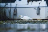 Czapla biała, Casmerodius albus, Ardea alba, Egretta alba