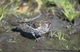 czeczotka tundrowa,  Carduelis hornemanni,  Acanthis hornemanni