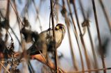 czeczotka tundrowa,  Carduelis hornemanni,  Acanthis hornemanni