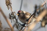 Czeczotka tundrowa,  Carduelis hornemanni,  Acanthis hornemanni