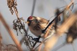 Czeczotka tundrowa,  Carduelis hornemanni,  Acanthis hornemanni