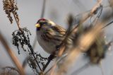 czeczotka tundrowa,  Carduelis hornemanni,  Acanthis hornemanni