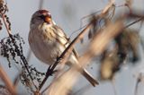 czeczotka tundrowa,  Carduelis hornemanni,  Acanthis hornemanni