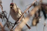 czeczotka tundrowa,  Carduelis hornemanni,  Acanthis hornemanni