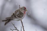 Czeczotka, Carduelis flammea, Acanthis flammea, samiec