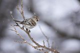 Czeczotka tundrowa, Carduelis hornemanni, Acanthis hornemanni