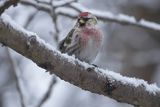 Czeczotka, Carduelis flammea, Acanthis flammea, samiec