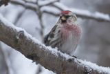 Czeczotka, Carduelis flammea, Acanthis flammea, samiec