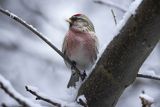 Czeczotka, Carduelis flammea, Acanthis flammea, samiec