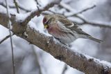 Czeczotka, Carduelis flammea, Acanthis flammea, samiec