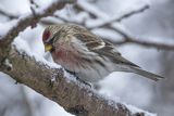 Czeczotka, Carduelis flammea, Acanthis flammea, samiec