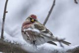 Czeczotka, Carduelis flammea, Acanthis flammea, samiec