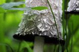 Czernidłak kołpakowaty, Coprinus comatus