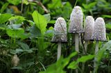 Czernidłak kołpakowaty, Coprinus comatus