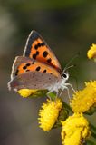 Czerwończyk żarek Lycaena phlaeas