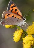 Czerwończyk żarek Lycaena phlaeas