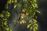 Czerenia, cześnia, wiśnia ptasia, wiśnia dzika, czereśnia, trześnia, Prunus avium