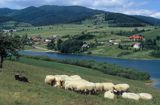 owce nad Zalewem Czorsztyńskim