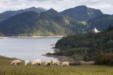 Zalew Czorsztyński, widok z Falsztyna, Pieniny