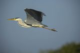 Czapla siwa, Ardea cinerea