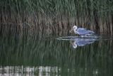 Czapla siwa, Ardea cinerea, z rybą