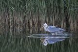 Czapla siwa, Ardea cinerea, z rybą