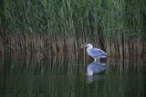 Czapla siwa, Ardea cinerea, z rybą