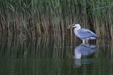 Czapla siwa, Ardea cinerea, z rybą