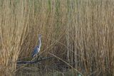 Czapla siwa, Ardea cinerea