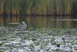 Czapla siwa, Ardea cinerea