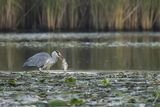 Czapla siwa, Ardea cinerea