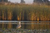 Czapla siwa, Ardea cinerea