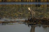 Czapla siwa, Ardea cinerea