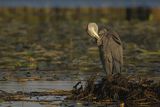 Czapla siwa, Ardea cinerea