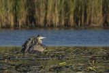Czapla siwa, Ardea cinerea