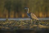 Czapla siwa, Ardea cinerea