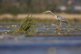 Czapla siwa, Ardea cinerea