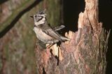 Czubatka, sikora czubatka, sikora czubata, Lophophanes cristatus, syn. Parus cristatus