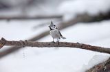 Czubatka europejska, czubatka, sikora czubatka, sikora czubata, Lophophanes cristatus, Parus cristatus