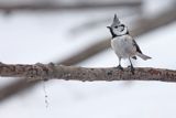 Czubatka europejska, czubatka, sikora czubatka, sikora czubata, Lophophanes cristatus, Parus cristatus