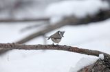 Czubatka europejska, czubatka, sikora czubatka, sikora czubata, Lophophanes cristatus, Parus cristatus