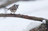 Czubatka europejska, czubatka, sikora czubatka, sikora czubata, Lophophanes cristatus, Parus cristatus