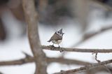 Czubatka europejska, czubatka, sikora czubatka, sikora czubata, Lophophanes cristatus, Parus cristatus