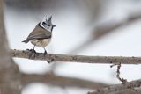 Czubatka europejska, czubatka, sikora czubatka, sikora czubata, Lophophanes cristatus, Parus cristatus