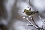 Czyż, czyżyk, Carduelis spinus, samiec