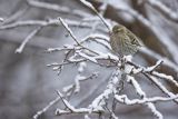 Czyż, czyżyk, Carduelis spinus, samica