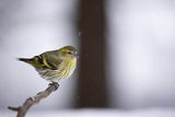 Czyż, czyżyk Carduelis spinus, samica