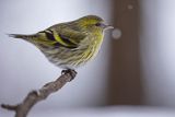 Czyż, czyżyk Carduelis spinus, samica