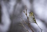 Czyż, czyżyk Carduelis spinus, samica